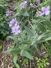 Hesperis matronalis