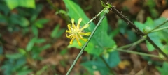 Hibiscus surattensis