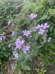 Hesperis matronalis