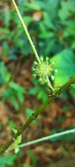 Hibiscus surattensis