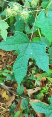 Hibiscus surattensis