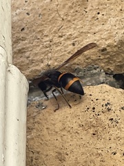 Orancistrocerus drewseni