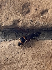 Orancistrocerus drewseni