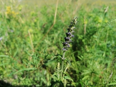 Nepeta multifida
