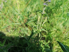 Nepeta multifida