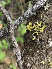 Vulpicida juniperinus