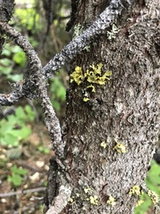 Vulpicida juniperinus