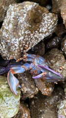 Petrolisthes violaceus