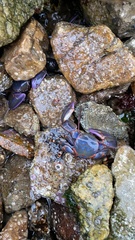 Petrolisthes violaceus