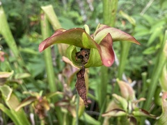 Sarracenia jonesii