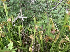 Sarracenia jonesii