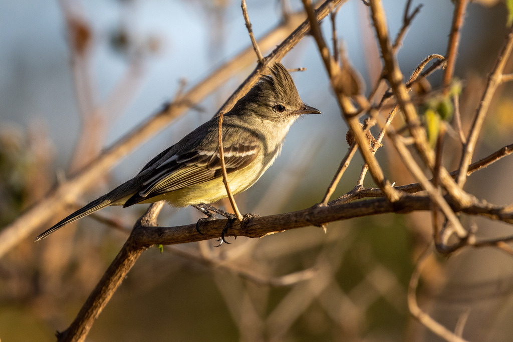 Plain-crested Elaenia