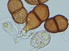 Puccinia actaeae-elymi