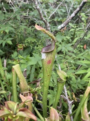 Sarracenia jonesii