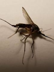 Psorophora cyanescens