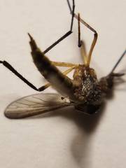 Psorophora cyanescens