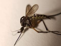 Psorophora cyanescens