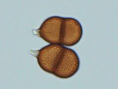 Puccinia actaeae-elymi