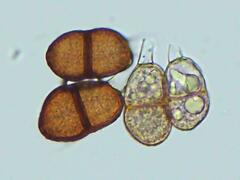 Puccinia actaeae-elymi