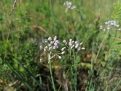 Allium anisopodium