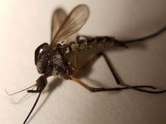 Psorophora cyanescens