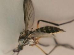 Psorophora cyanescens