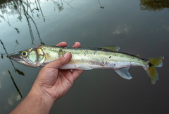 Acestrorhynchus falcirostris