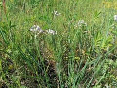Allium anisopodium