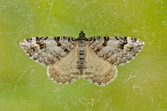 Xanthorhoe abrasaria