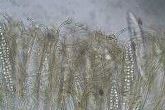 Geoglossum umbratile