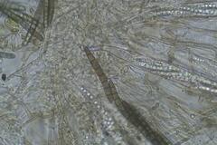 Geoglossum umbratile