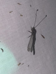 Ululodes quadripunctatus