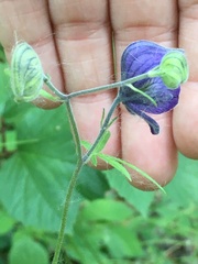 Aconitum delphiniifolium
