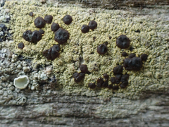 Pyrrhospora quernea