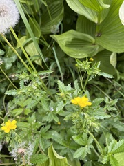 Potentilla pulcherrima