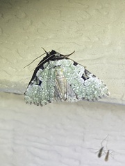 Leuconycta diphteroides