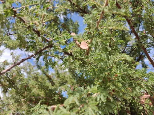Catclaw mimosa (Mimosa aculeaticarpa)