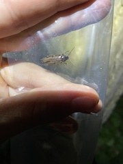 Melandryinae