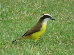 Pitangus sulphuratus