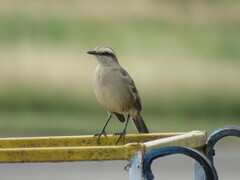 Mimus saturninus