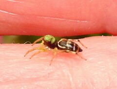 Cosmophasis thalassina