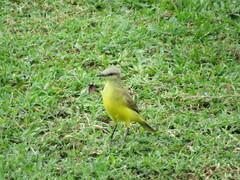 Machetornis rixosa