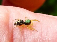 Cosmophasis thalassina