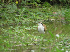 Jacana jacana