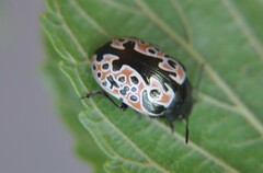 Calligrapha anabelae