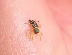 Cosmophasis thalassina