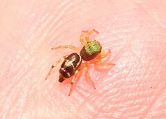 Cosmophasis thalassina