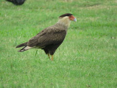 Caracara plancus