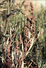 Atriplex paludosa