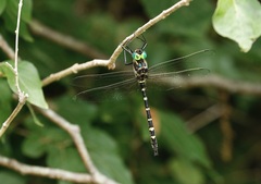 Macromia pacifica × taeniolata